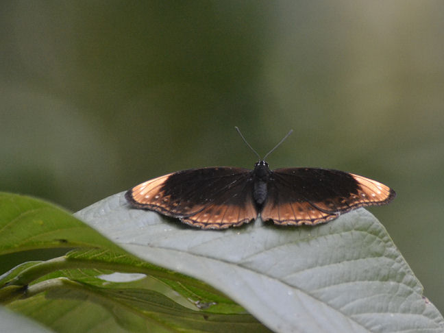 blue-banded eggfly