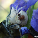 White Crab Spider