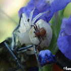 White Crab Spider