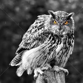 It's Raining  6494  by Karen Celella - Animals Birds