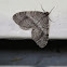 Winter Moth (male)