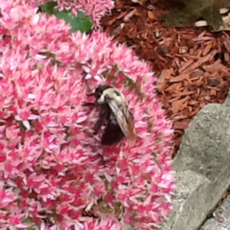 Common honey-bee