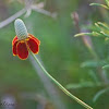 Mexican Hat