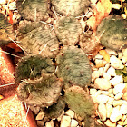 Prickly Pear