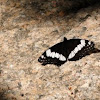 White Admiral Butterfly