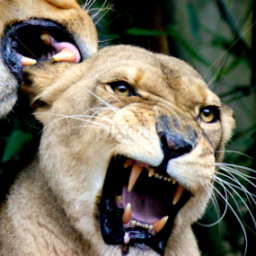 Provocative  by Nick Schroeder - Animals Lions, Tigers & Big Cats