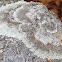 Shingled Rock Shield lichen
