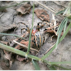 Alpaida Spider.