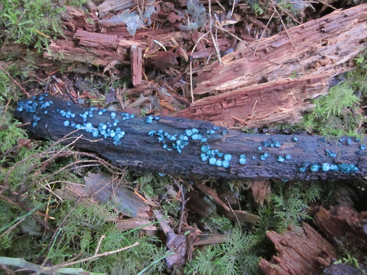 Chlorociboria aeruginascens