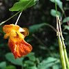 Jewel Weed