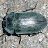 Pie-dish beetle