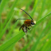 Longhorn Bee ♂