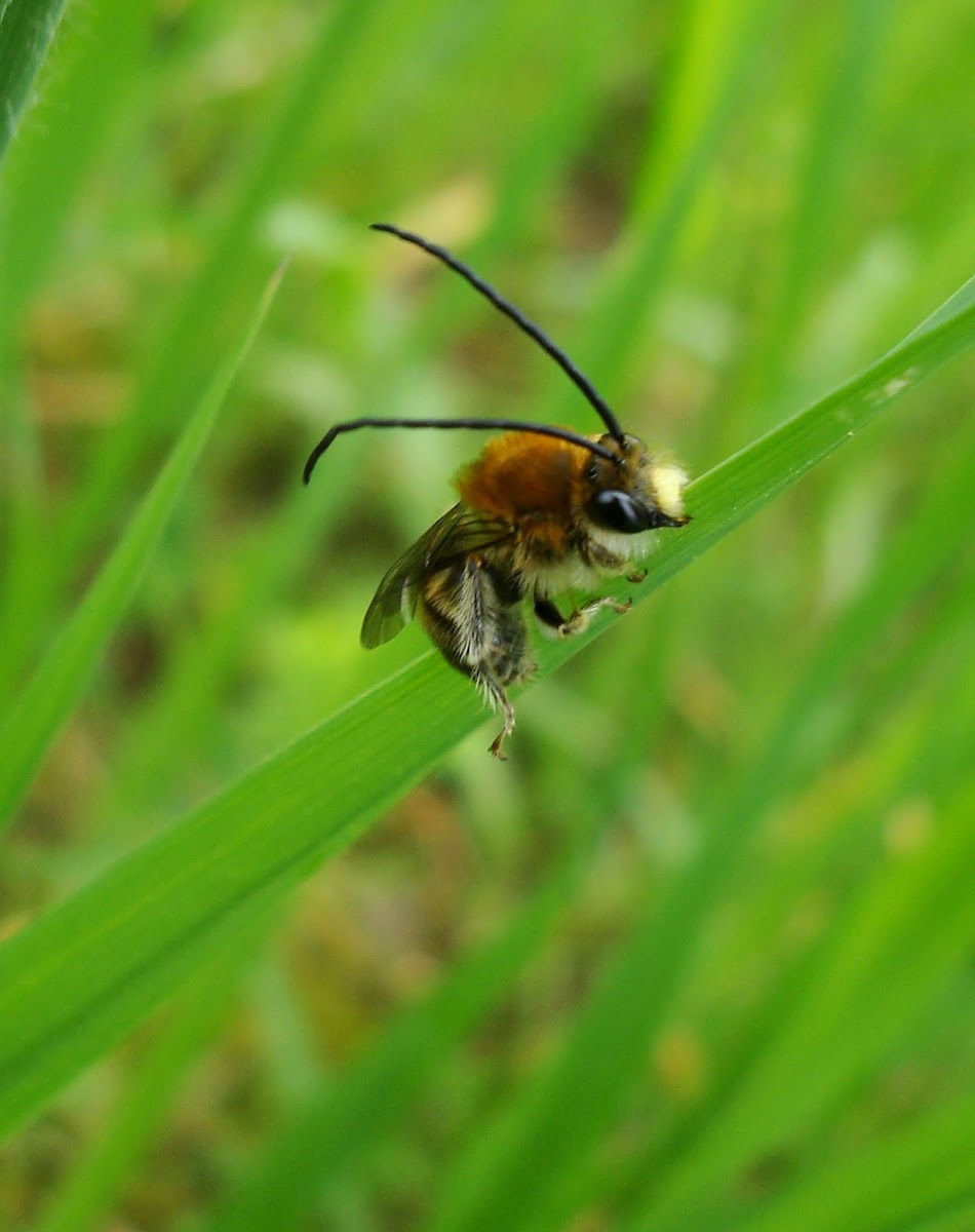 Longhorn Bee ♂