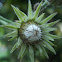 Sowthistle