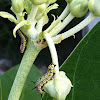 Caterpillar of Crown Flower