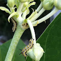Caterpillar of Crown Flower