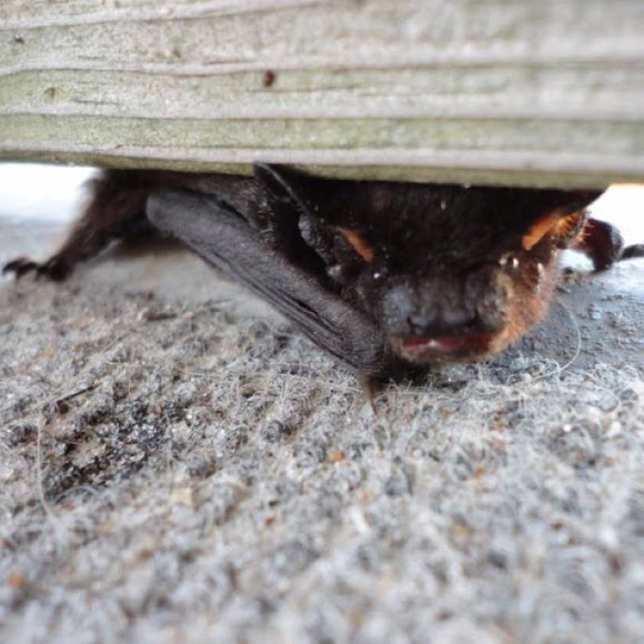 Silver Haired Bat Project Noah