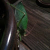 Common True Katydid