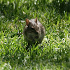 Namaqua Rock Mouse