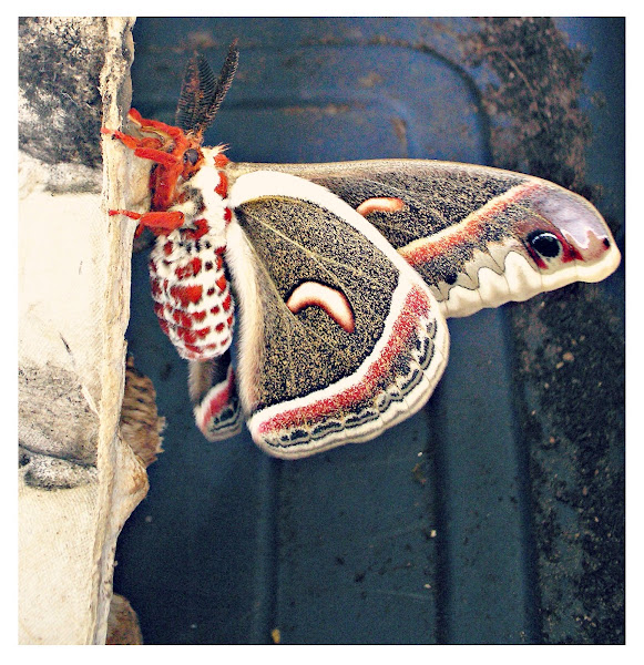 Cecropia moth | Project Noah