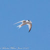 Little Tern; Charrancito