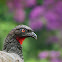 Dusky-legged Guan