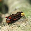 Zygaenid Moth Caterpillar