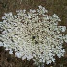 Queen Anne's Lace a.k.a. the Wild Carrot