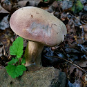 Boletus sp.