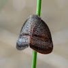 Common Moth Bug
