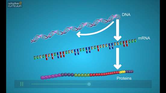 DNA to Protein Synthesis Screenshots 4