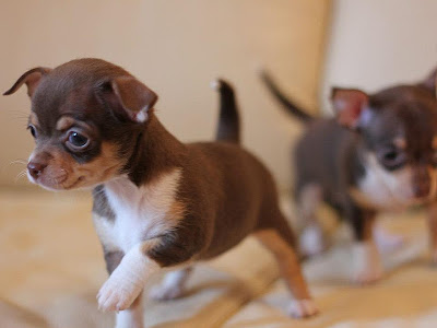 選択した画像 スマホ 壁紙 チワワ 壁紙 143187