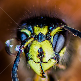 by Alberto Molinari - Animals Insects & Spiders