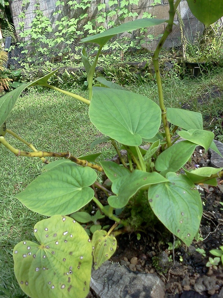 Awa, kava Project Noah