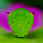 Tailed Jay Caterpillar