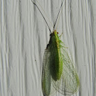 Green lacewing