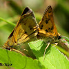 Whirlabout Skipper Butterfly