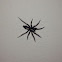 Eastern Parson Spider
