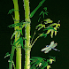 Bamboo Dragonfly Live Wallpape