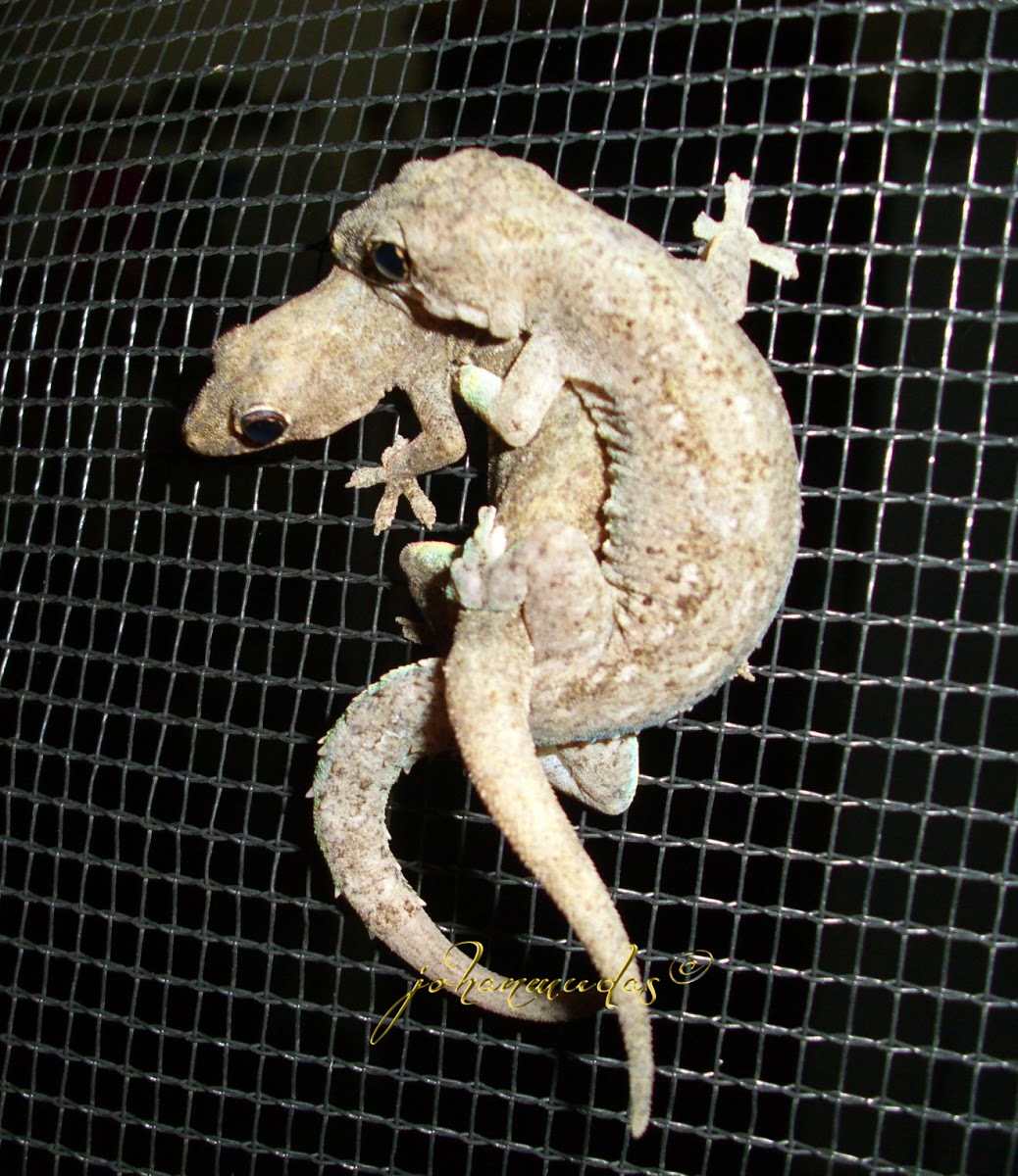 flat-tailed house-gecko