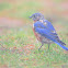 Eastern Bluebird