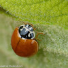 Polished lady beetle