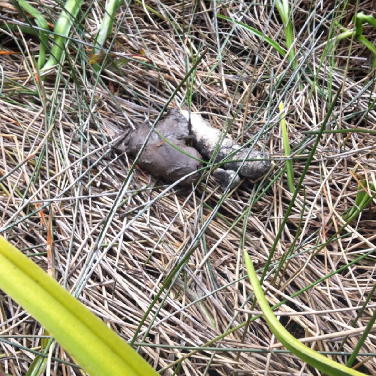 American Alligator poop Project Noah