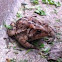 American Toad