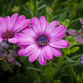 Flowers by Boris Romac - Flowers Flower Gardens