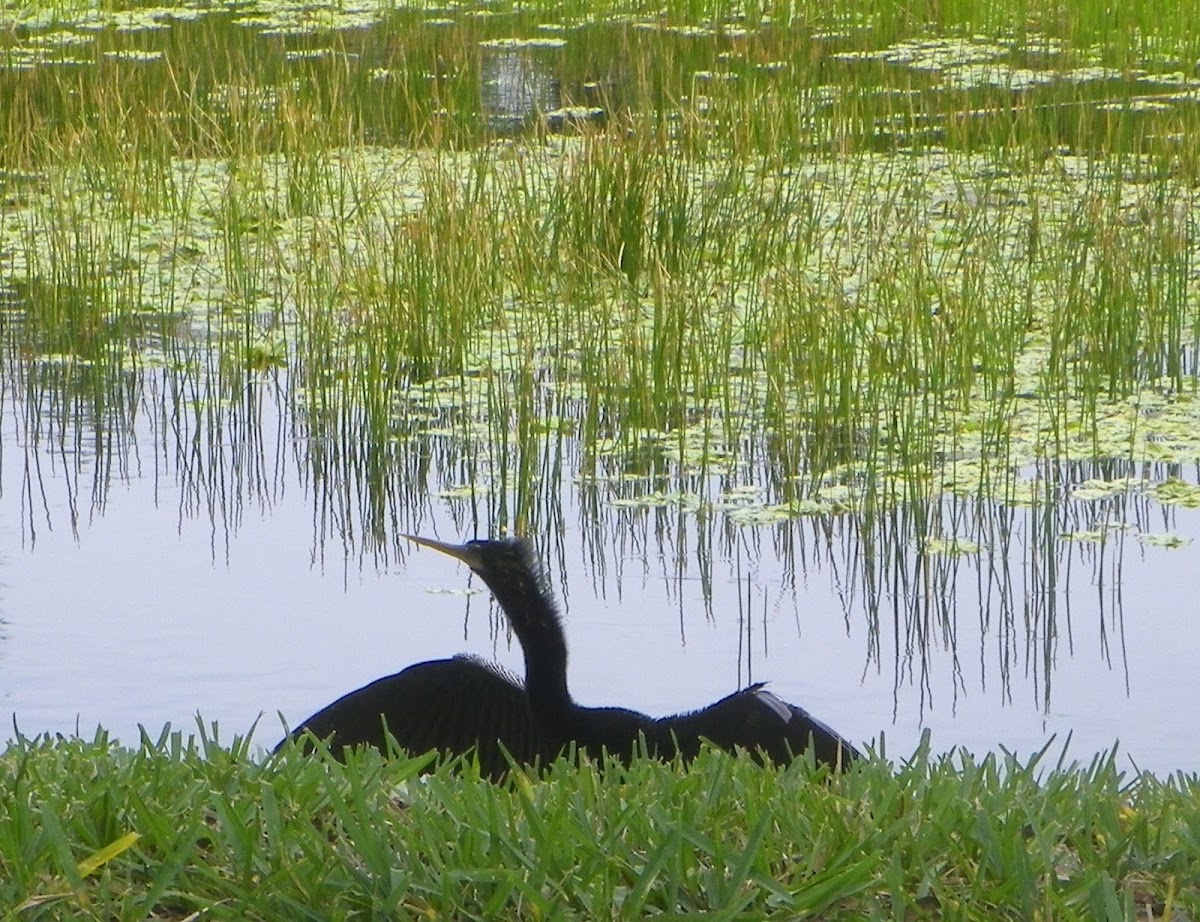 Double-Crested Comorant