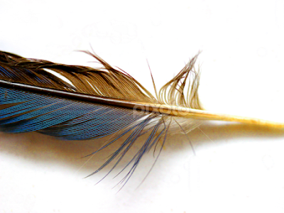 [無料ダウンロード！ √] blue jay feather 227185-Blue jay feather color