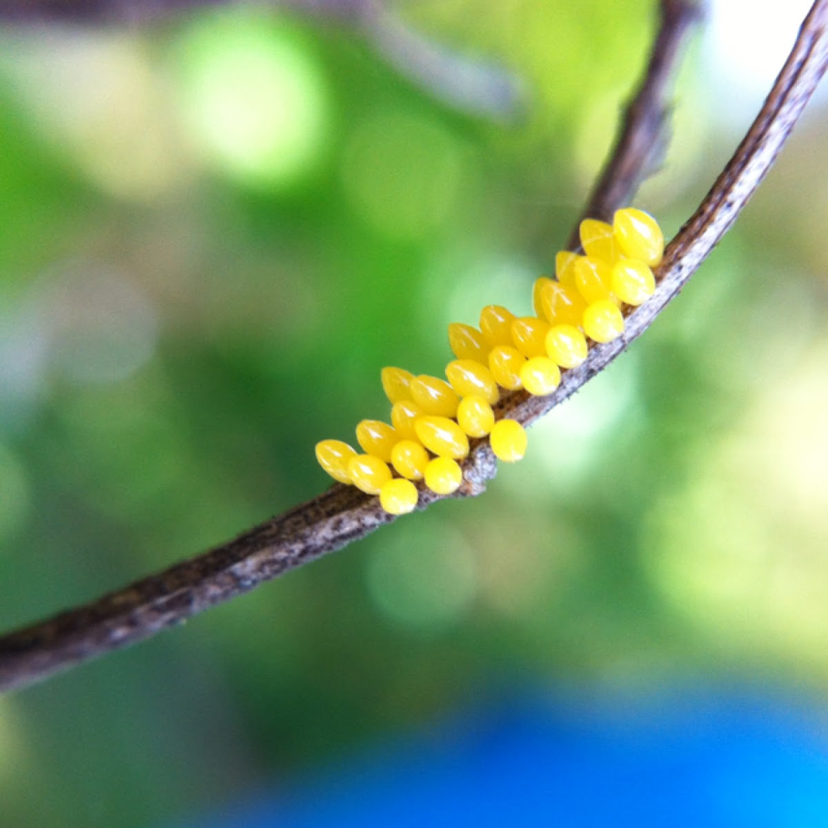 Ladybug eggs