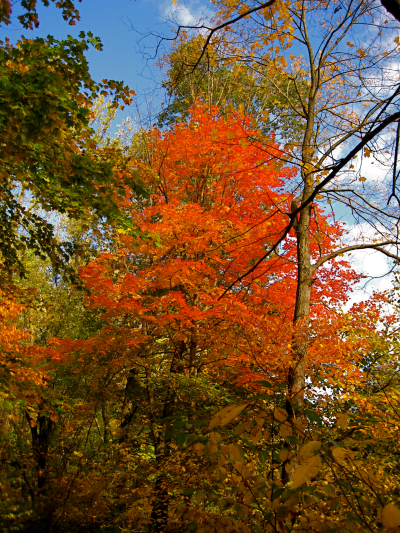 fall colors.jpg