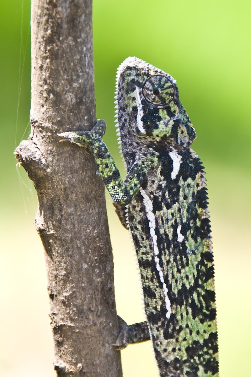 Flap-Necked Chameleon